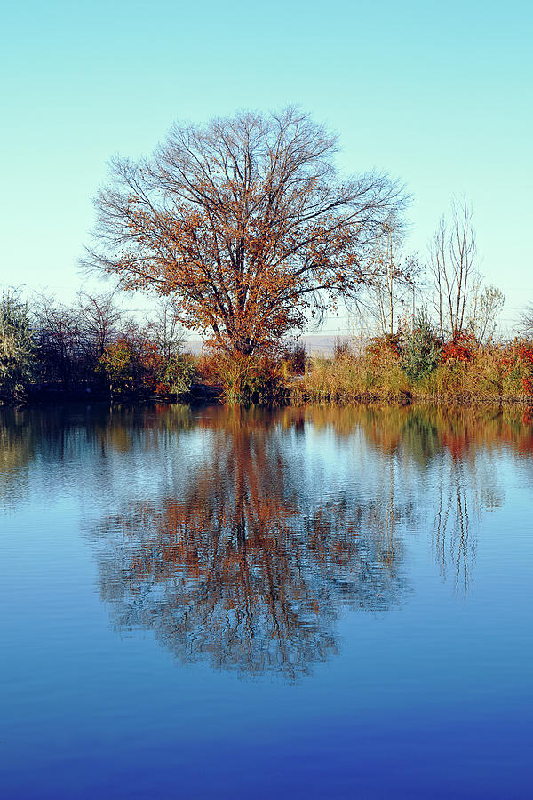 Tree Reflections Photograph by Joan Escala Usarralde - Fine Art America