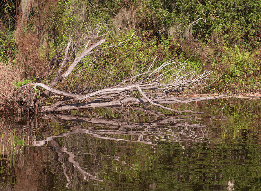 Tree reflection on the lake Photograph by Zina Stromberg