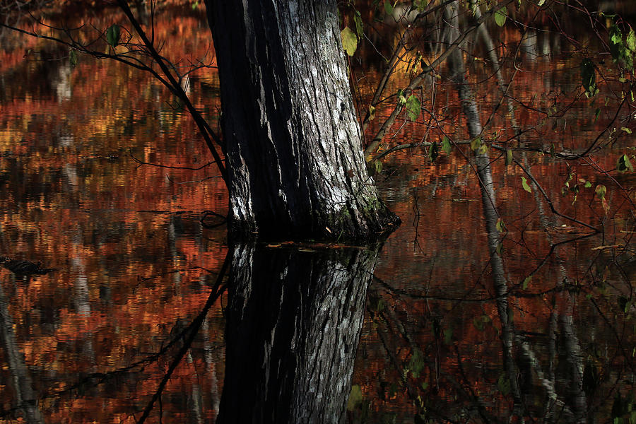 Tree Reflects In The Pond Photograph