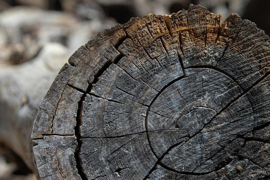 Tree Rings Photograph by Fred DeSousa