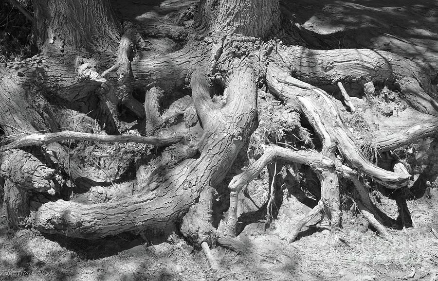 Tree Root Abstract Photograph by Debby Pueschel