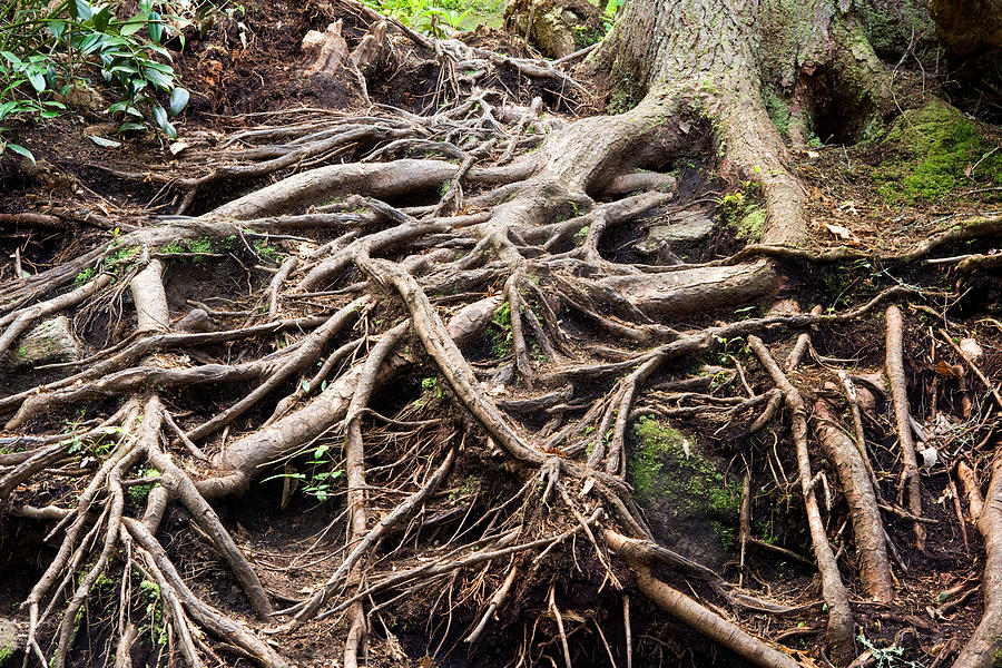 Tree Root Patterns - Pisgah National Photograph by Bill Gozansky