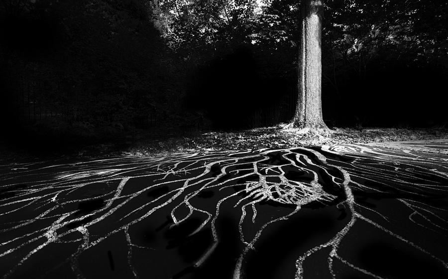 Tree Roots Photograph by Chris Zhang