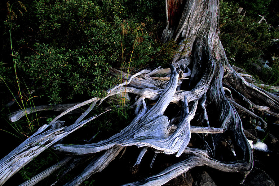 Tree Roots Photograph by David Cayless