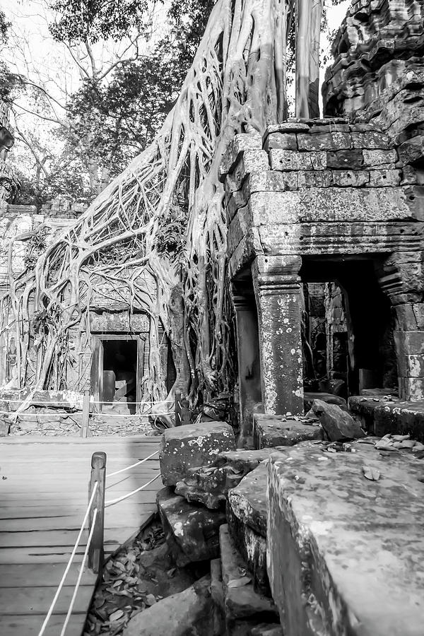 Tree roots in ruins of Ta Prohm, Siem Reap, Cambodia in black and white Photograph by Karen Foley