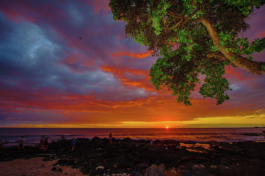 Tree  Sea and Sun Photograph by John Bauer