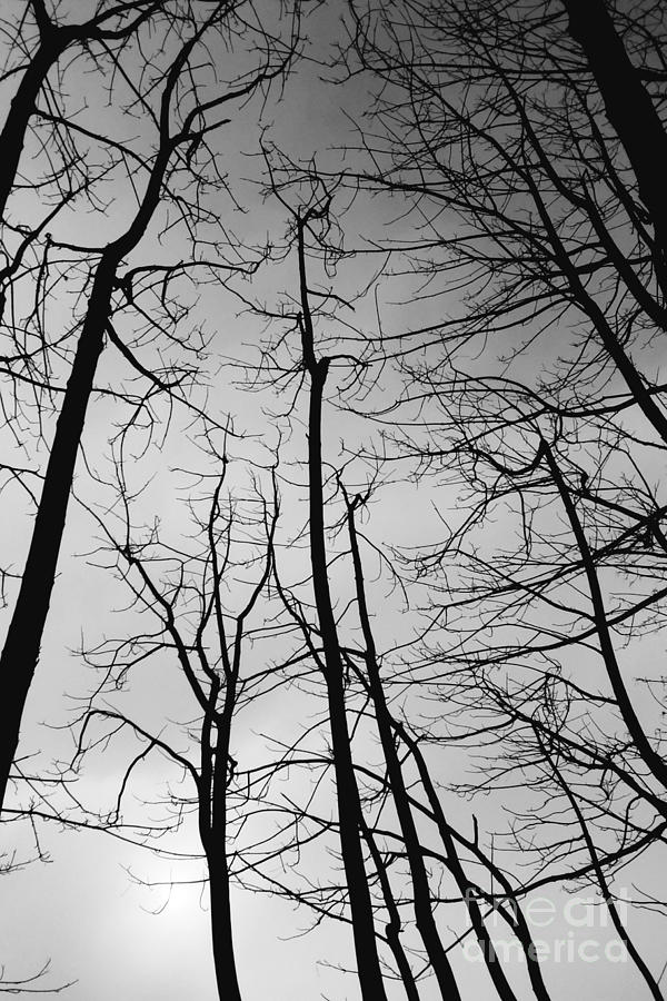 Tree Series 3 by Jeni Gray Tree Series 3 by Jeni Gray