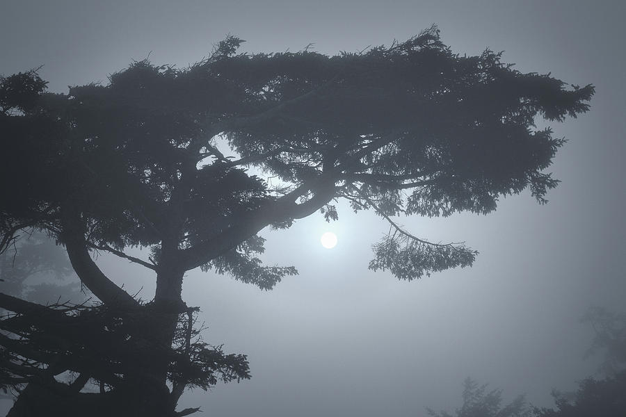 Coastal Tree Series 3 of 7 by SCENIC EDGE PHOTOGRAPHY Coastal Tree Series 3 of 7 by SCENIC EDGE PHOTOGRAPHY