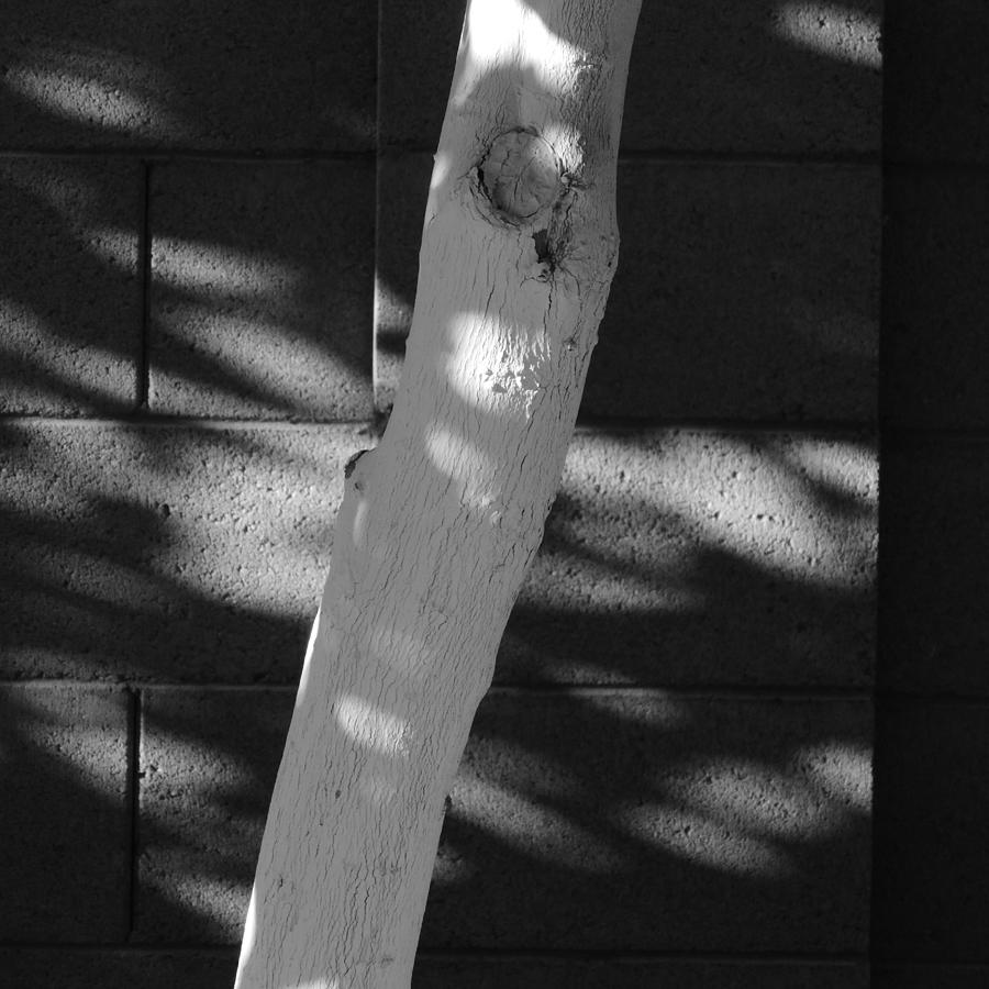 Tree Shadows in Grayscale Photograph by Bill Tomsa