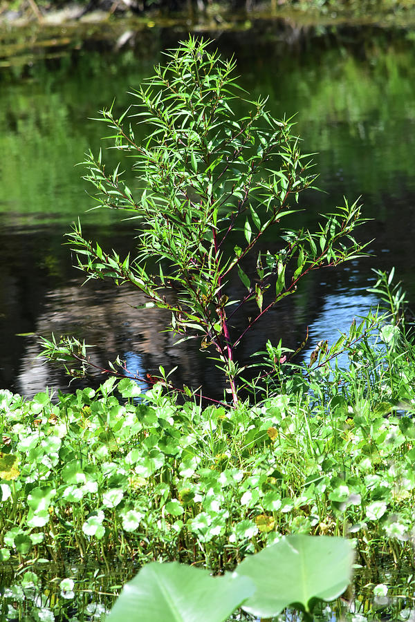 Tree Shaped Marsh Plant Photograph by William Tasker  Fine Art America