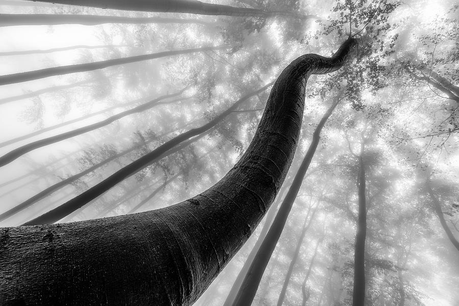 Tree Shapes Photograph by Tom Pavlasek