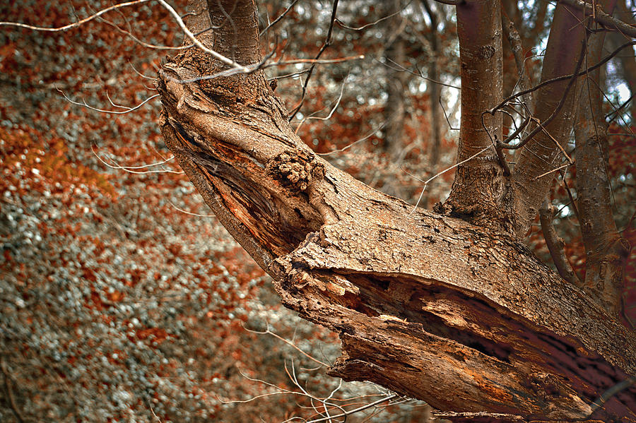 Tree Shark Abstraction by Bill Swartwout Fine Art Photography Tree Shark Abstraction by Bill Swartwout Fine Art Photography