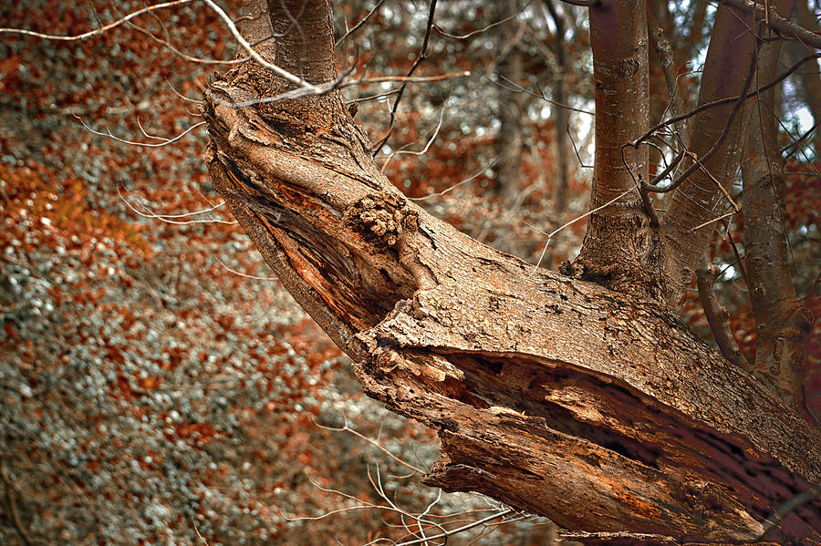 Tree Shark Abstraction Photograph by Bill Swartwout