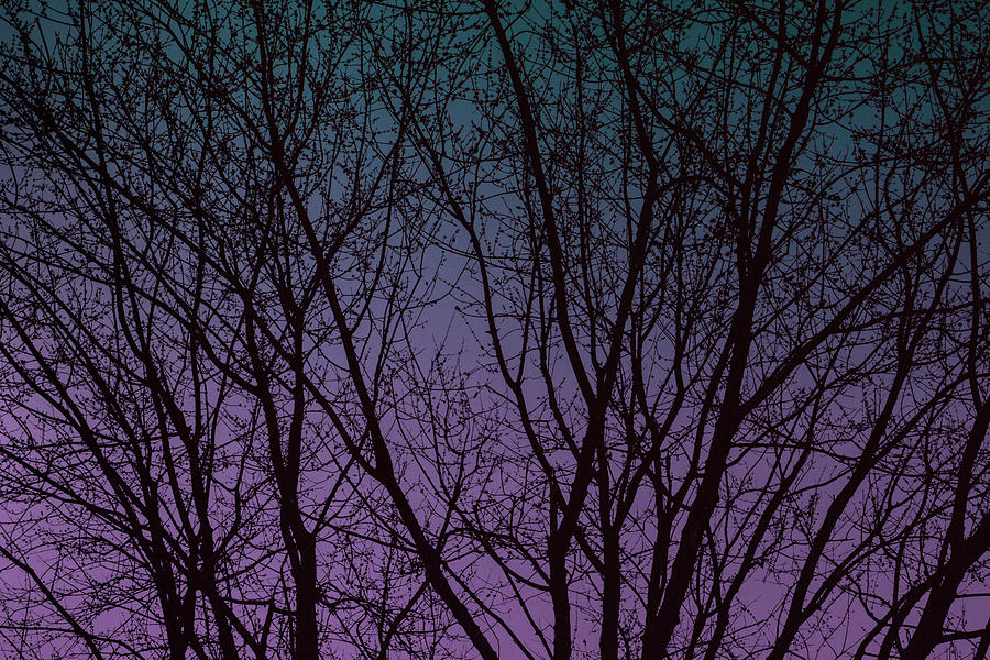 Tree Silhouette Against Blue and Purple Digital Art by Jason Fink