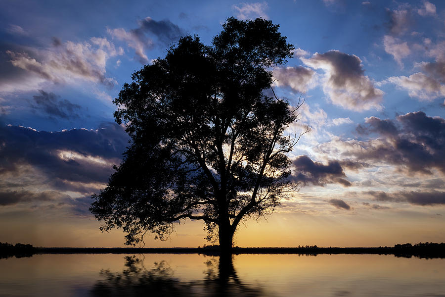 Sunset Digital Art - Tree Silhouette by Aged Pixel