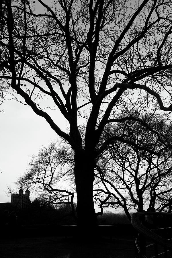 Tree Silhouette at Greenwich Park, London Photograph by Aidan Moran