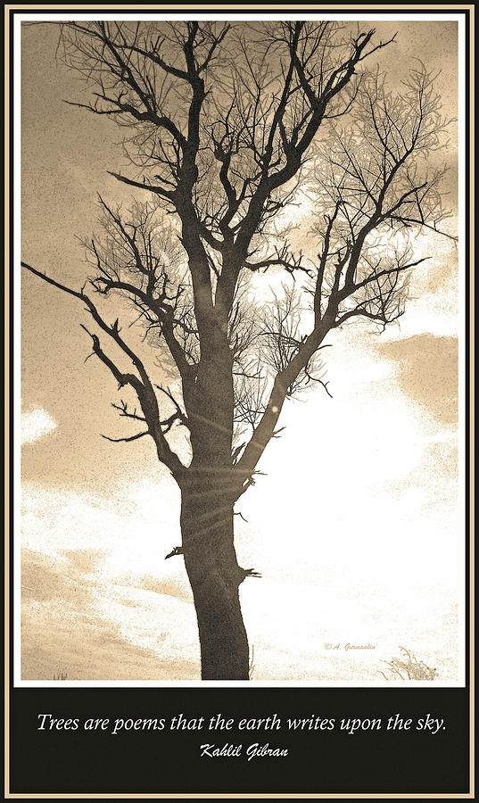 Tree Silhouette in Winter Digital Art by A Macarthur Gurmankin