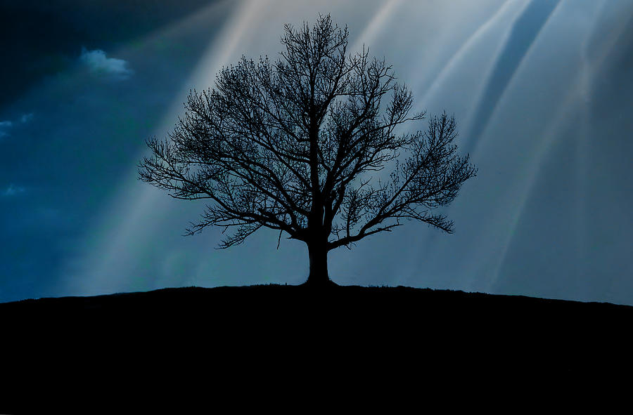 Tree Silhouette, Upstate New York Photograph by Shobeir Ansari
