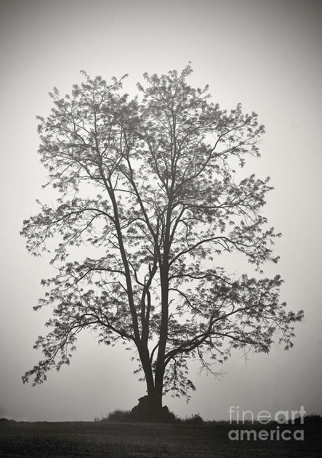 Tree Silhouetted Against Fog Photograph