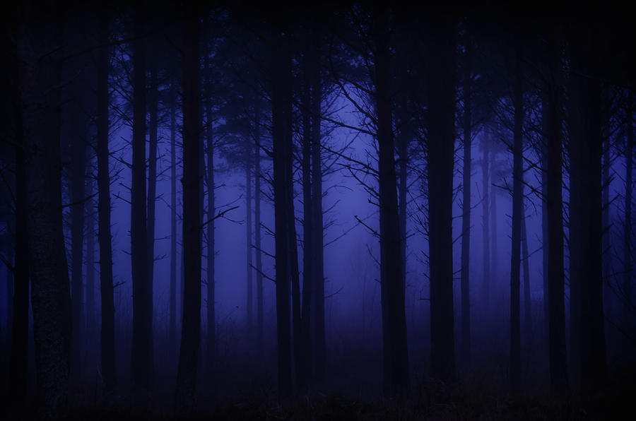 Tree Silhouettes In Blue Fog Photograph by Ulf Bjolin - Fine Art America