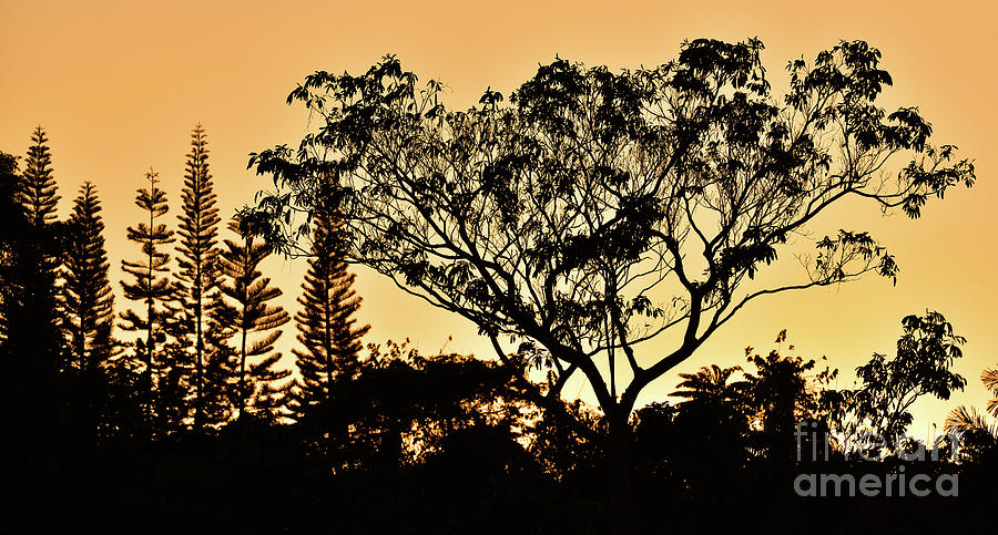 Tree Sketches In Twilight Photograph
