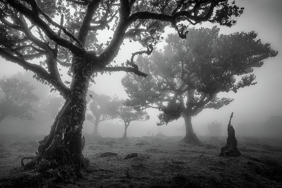 Tree Study 1. Photograph by Istvan Nagy