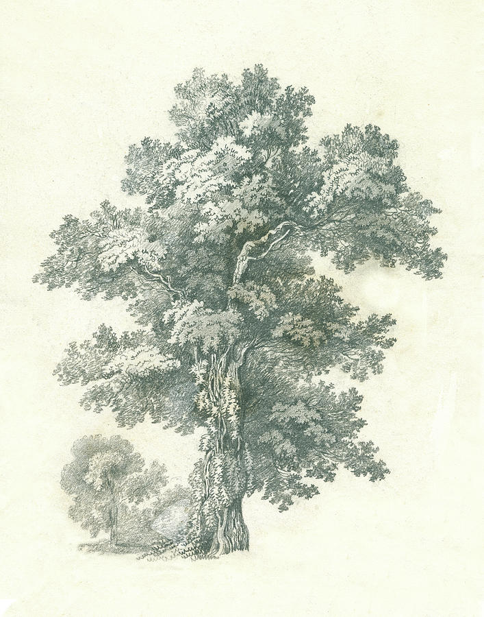 Nature Painting - Tree Study I by Wild Apple Portfolio