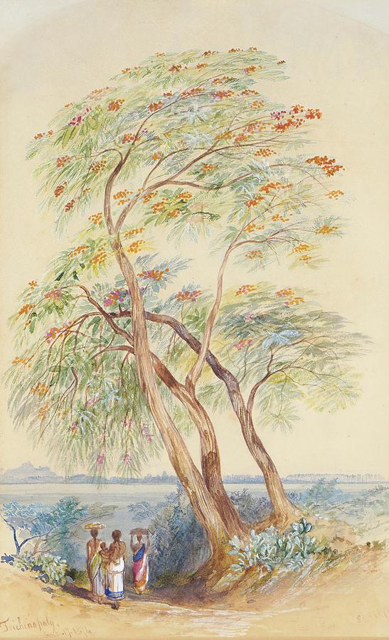 Tree Study, Trichinopoly, India Painting by Edward Lear Tree Study, Trichinopoly, India Painting by Edward Lear