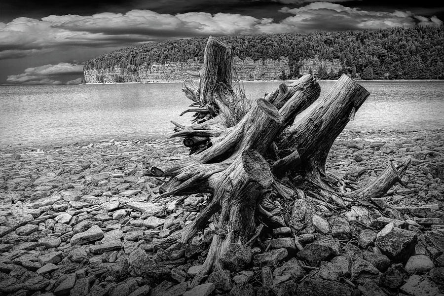 Tree Stump in Black and White at Fayette Michigan State Park Photograph by Randall Nyhof