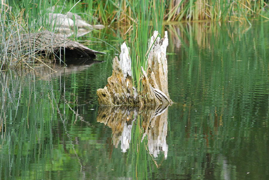 Tree Stump Remains In A Pond Photograph by Ee Photography