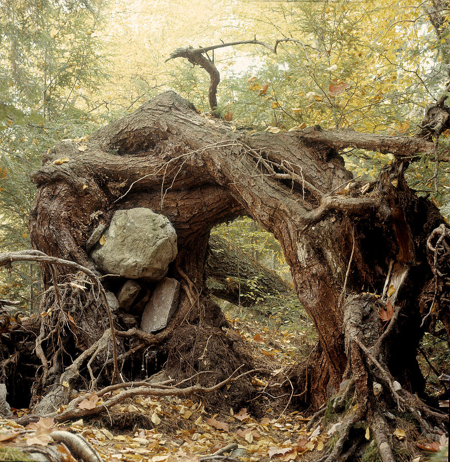 Tree Stump Photograph by Robert Natkin