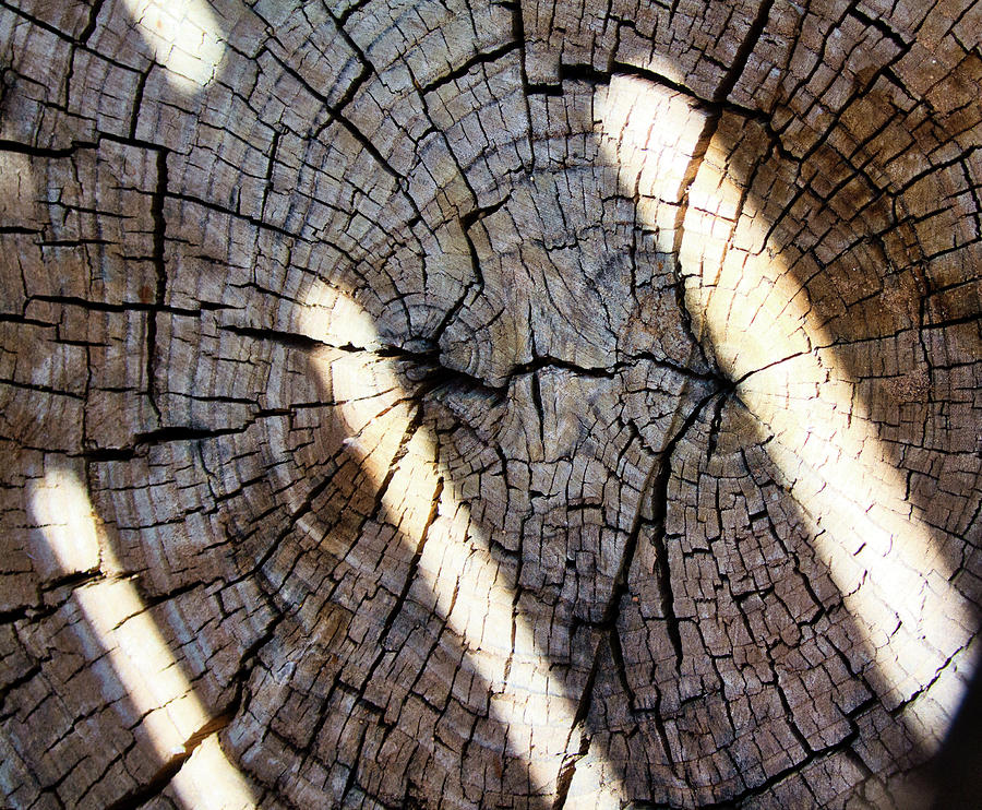 Tree Stump With Dappled Sunlight Photograph by Segura Shaw Photography