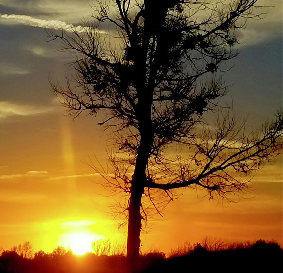 Tree Sunset Photograph by Linda Cupps - Pixels