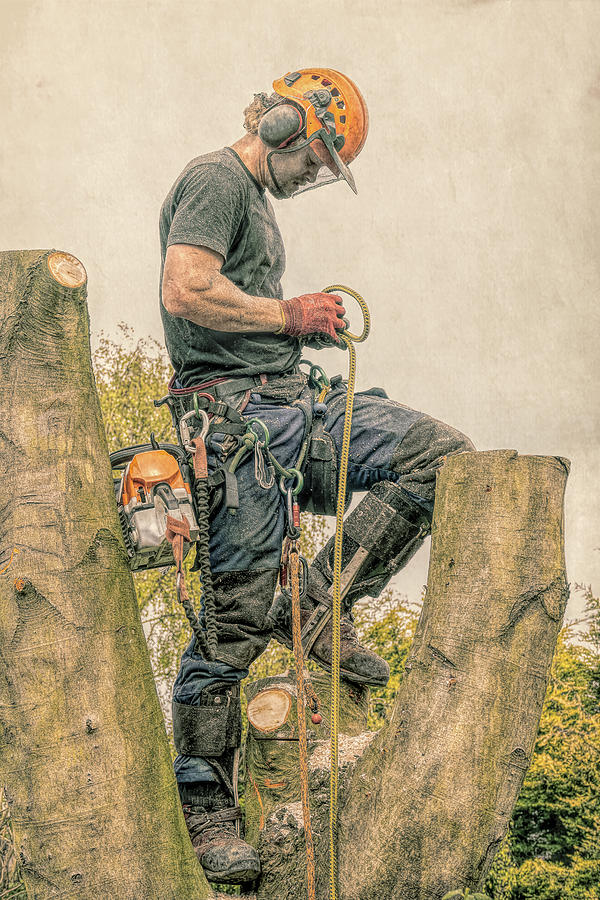 Tree Surgeon with safety harness and ropes. Photograph by Roy Pedersen