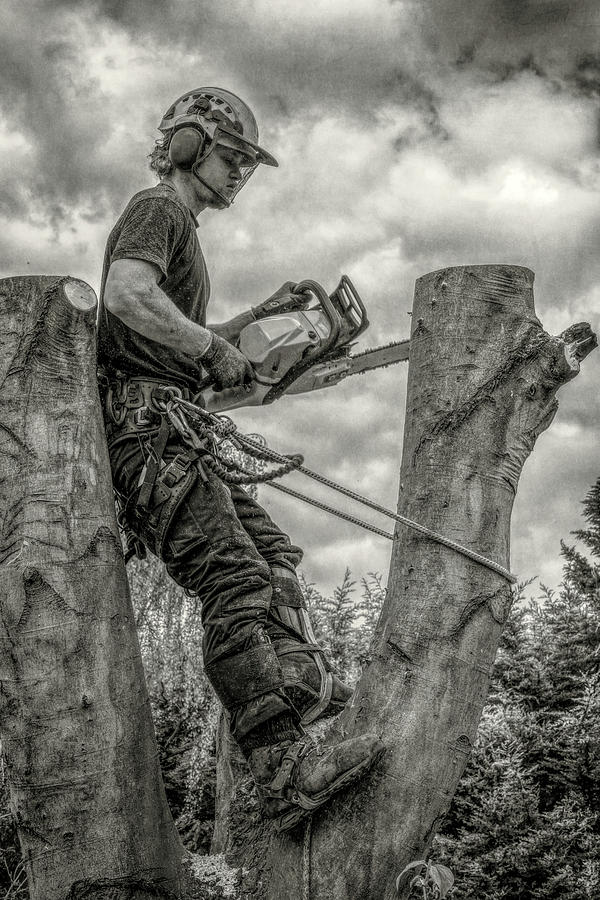 Tree Surgeon working up a tree in black and white Photograph by Roy Pedersen