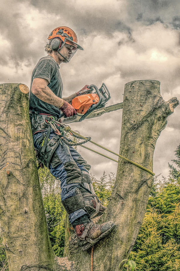 Tree Surgeon working up a tree Photograph by Roy Pedersen