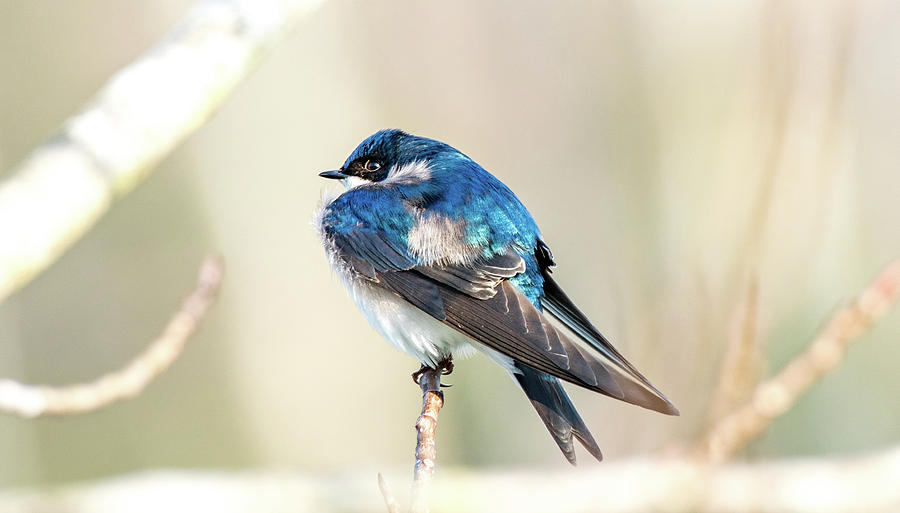 Tree Swallow Balancing Act Photograph by Marcy Wielfaert