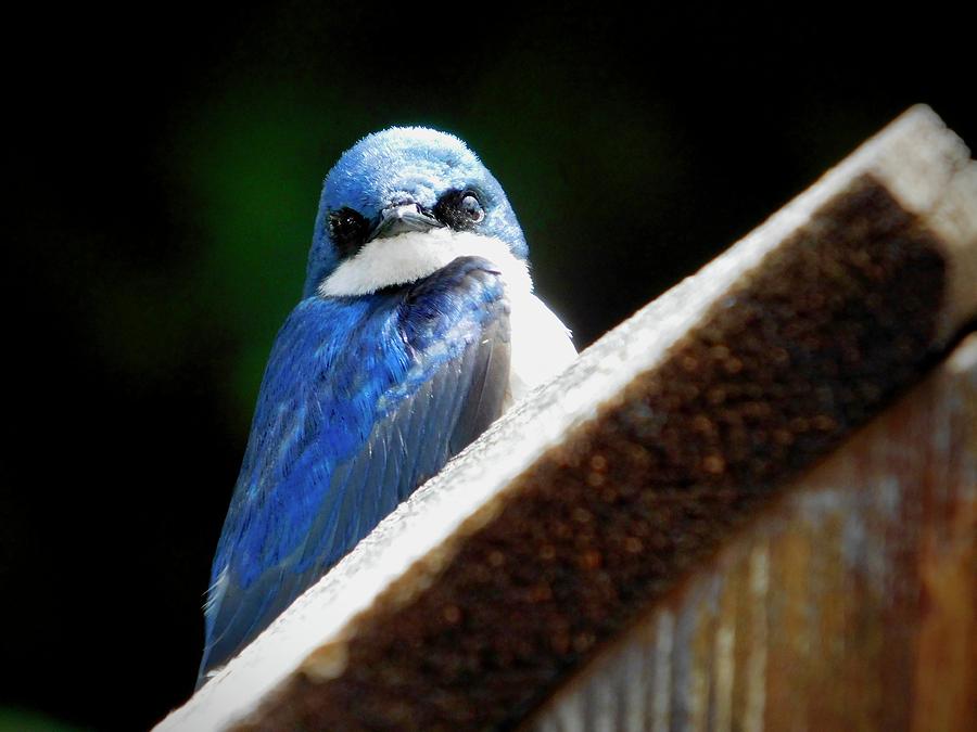 Tree Swallow Photograph by Dan Miller