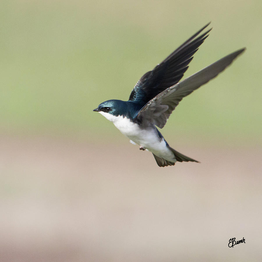 Tree Swallow Photograph by Danielle Bunch | Fine Art America