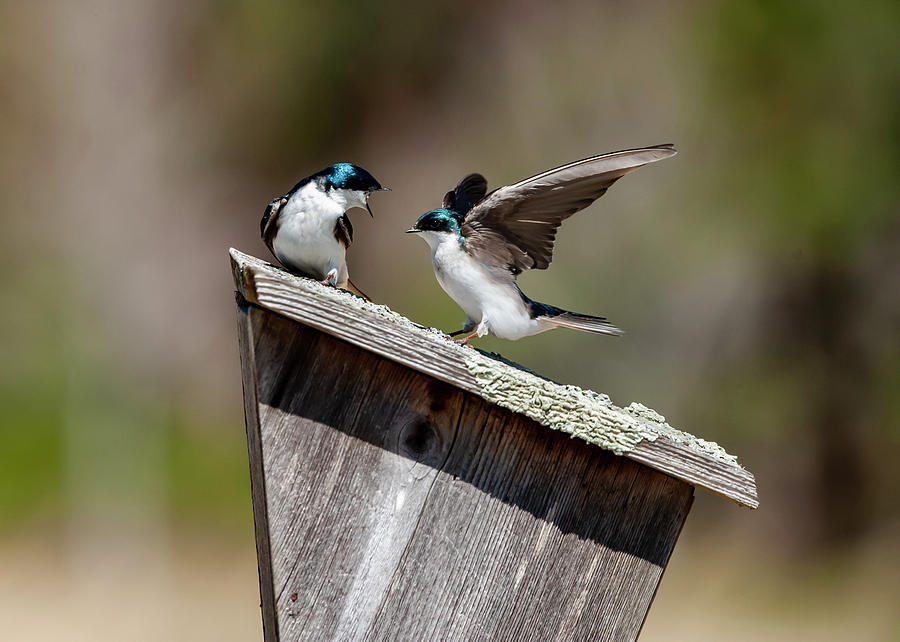 Bird Photograph - Tree Swallow Dispute by Cathy Kovarik