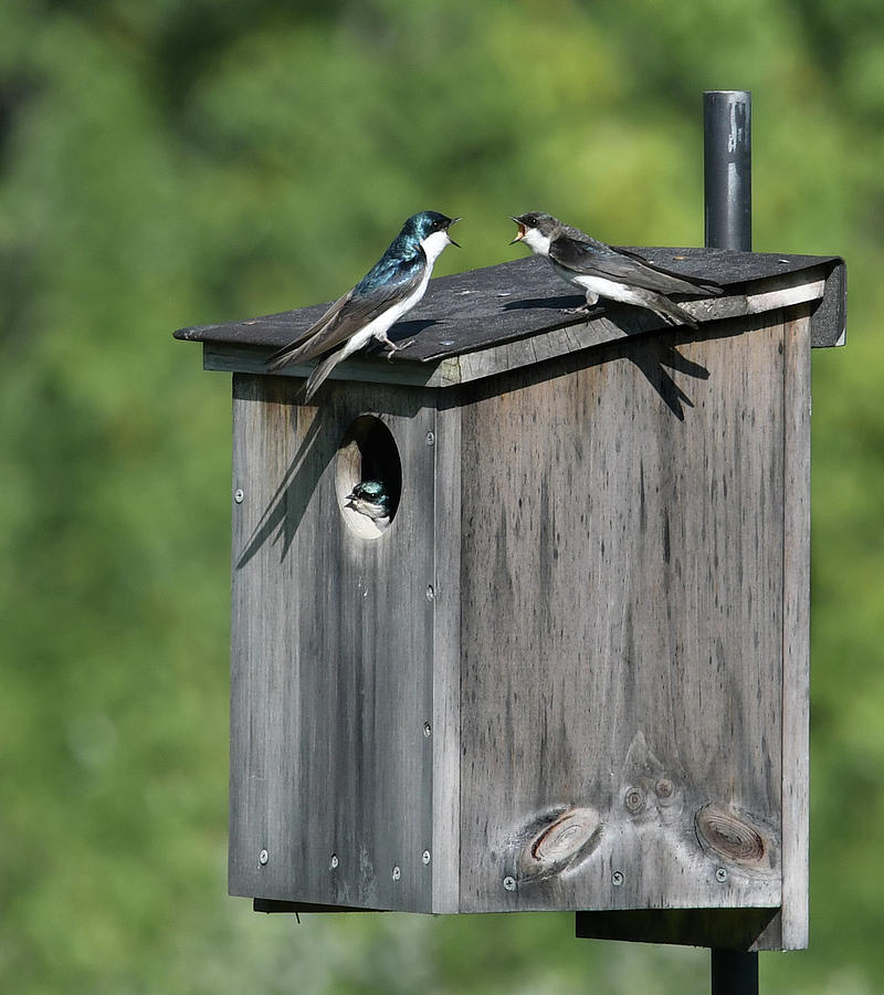 Tree Swallow Family Feud Photograph by Hershey Art Images - Fine Art ...