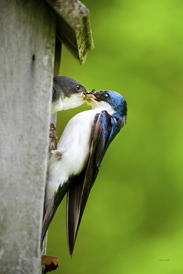 Tree Swallow Feeding Chick Photograph by Christina Rollo