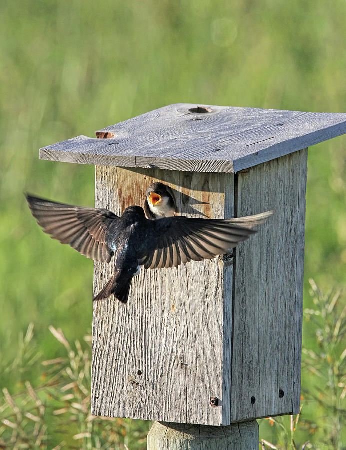 Tree Swallow Feeding Time Photograph by Jennie Marie Schell