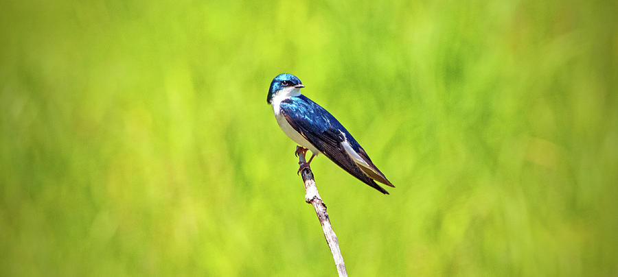 Tree Swallow Photograph