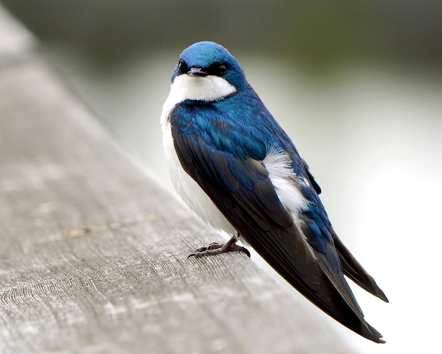 Tree Swallow Photograph by Joan M Brunner