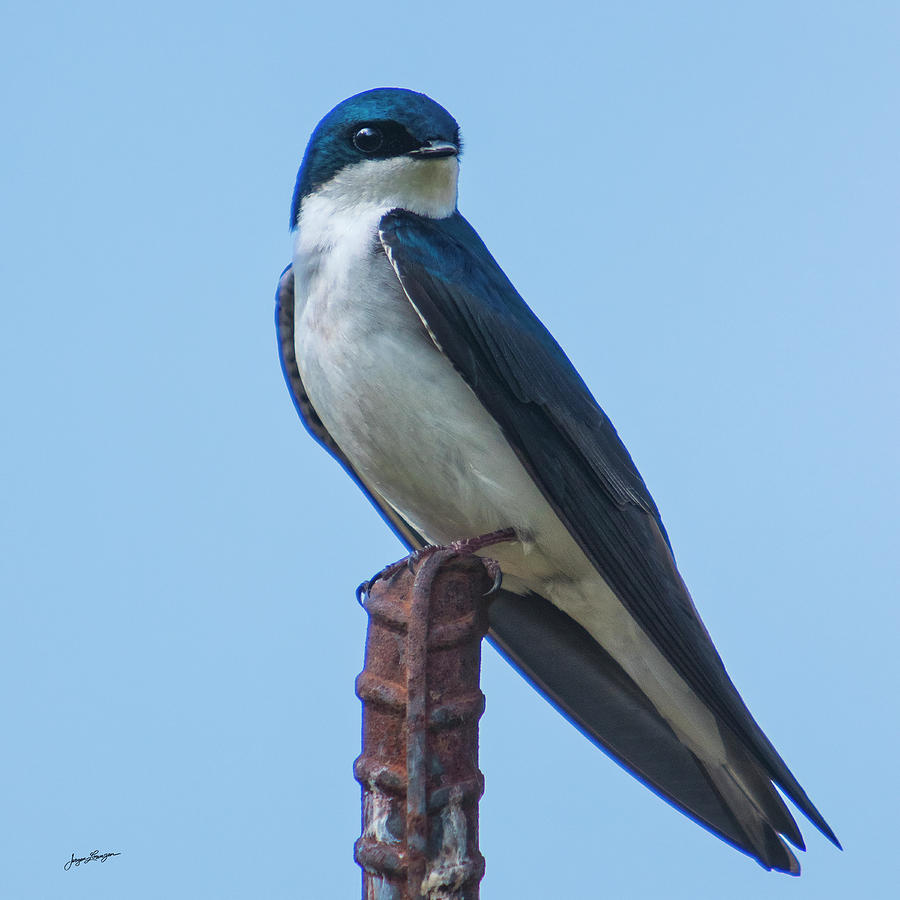 Tree Swallow Photograph by Jurgen Lorenzen