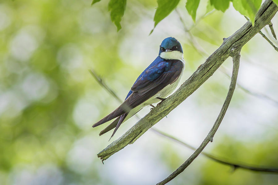 Tree Swallow Photograph by Mark Mille