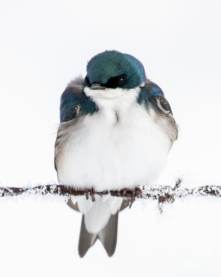 Tree swallow Photograph by Shannon Carson
