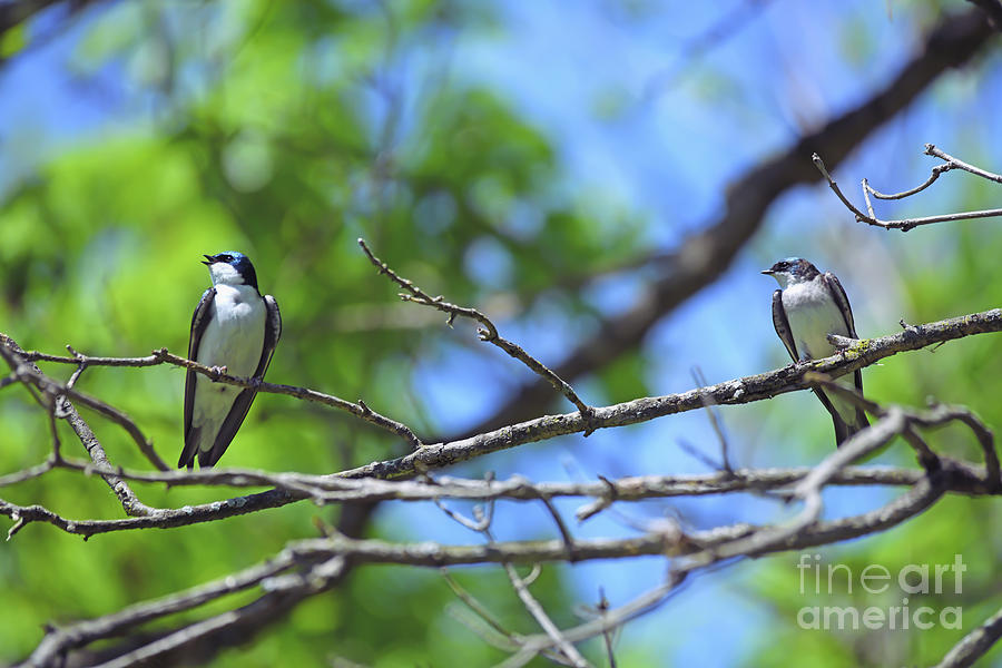 Tree Swallow Twosome  Photograph by Kerri Farley