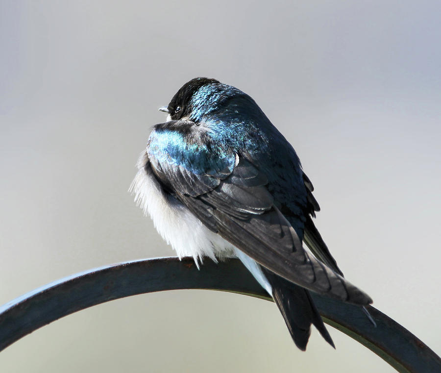 Tree Swallow Winter Morning Photograph by Jennie Marie Schell